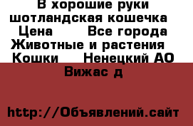 В хорошие руки шотландская кошечка › Цена ­ 7 - Все города Животные и растения » Кошки   . Ненецкий АО,Вижас д.